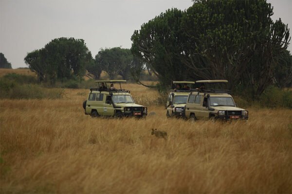 game-safari
